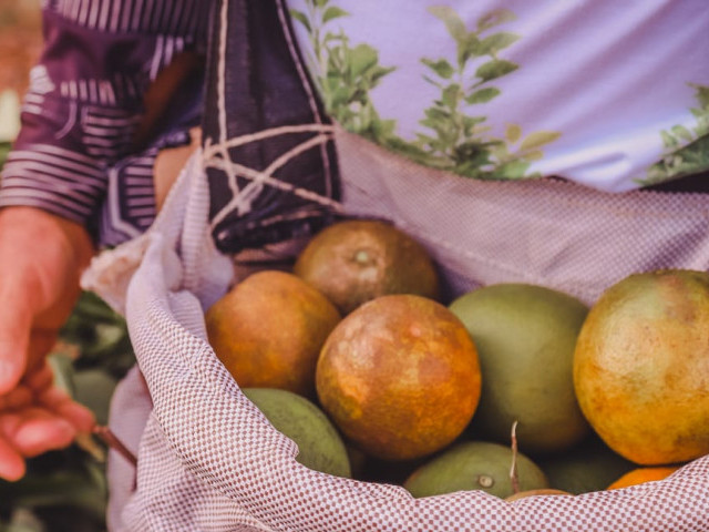 Catadores de laranja recebem benefício durante entressafra em