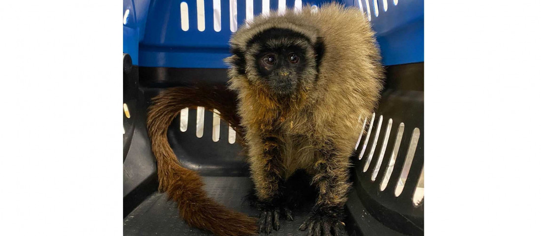 Espécie ameaçada de extinção, o macaco guigó da Caatinga foi encaminhado para o Centro de Tratamento de Animais Silvestes / Fotos: Adema