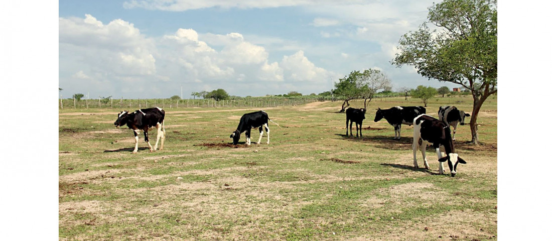 Emdagro capacita técnicos em nova versão de sistema de defesa agropecuária / Foto: Ascom/Emdagro