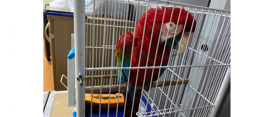 A ave nativa das florestas do Brasil estava há 10 anos em cativeiro