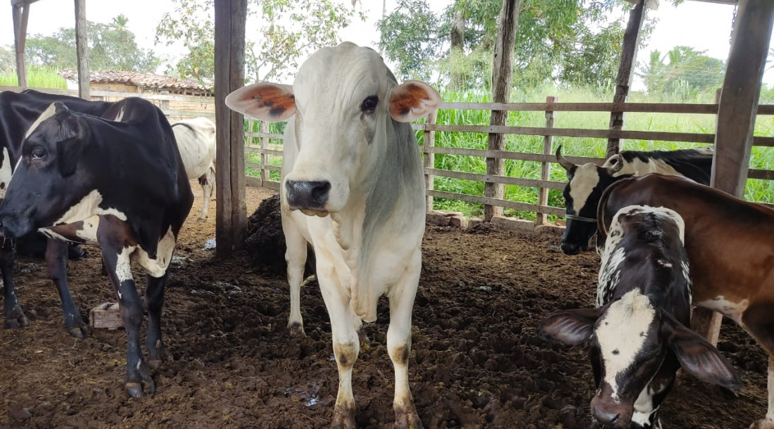 Sergipe alcançou  índice de 94,36% de vacinação do rebanho de bovinos e bubalinos na primeira etapa da campanha  /  Foto: Carlos Mariz