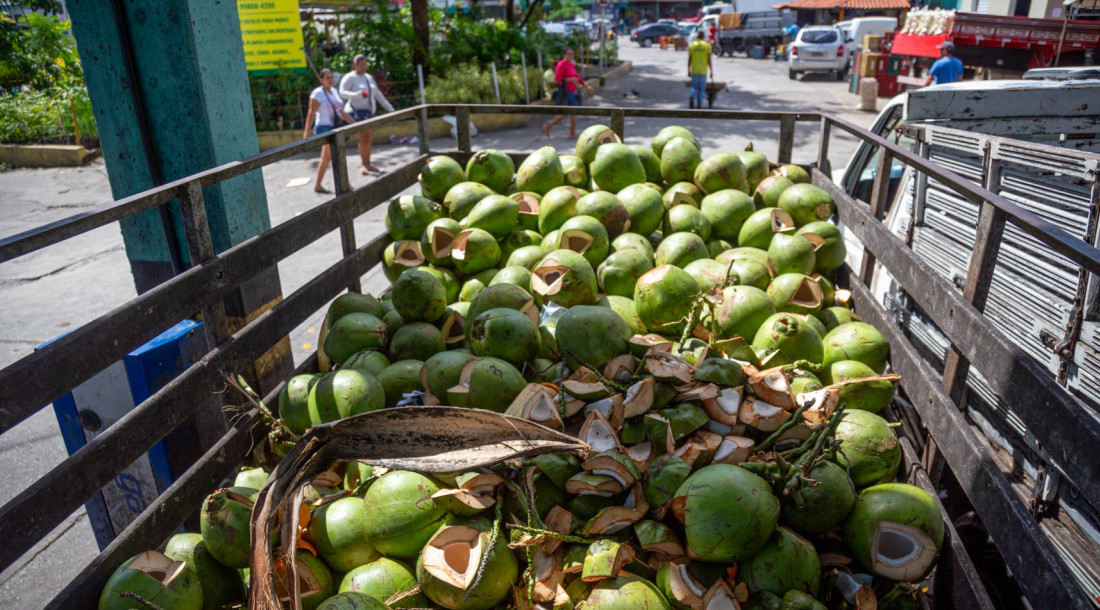 Projeto do ITPS utiliza casa do coco verde como matéria-prima para produção de fertilizante / Foto: Igor Matias