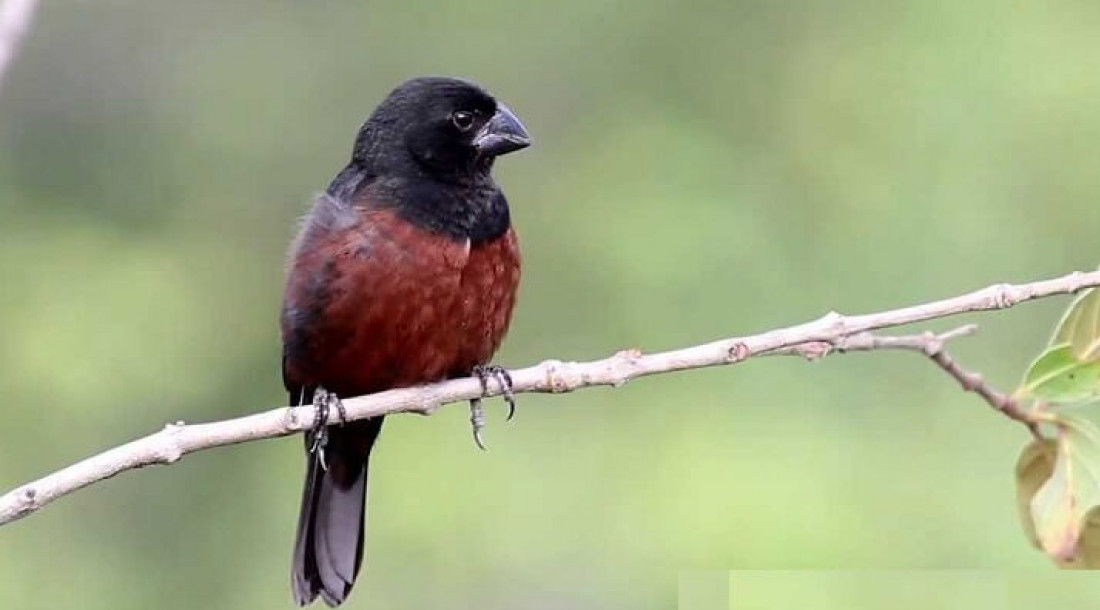 Pássaros e aves só podem ser criados em cativeiro com autorização ambiental, alerta Segurança Pública  /  Foto: Ascom SSP