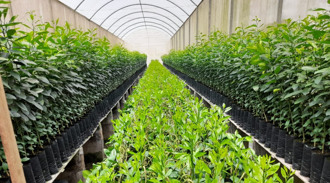 Em dois dias, foram visitados diversos viveiros telados para verificação da produção de mudas de laranja / Fotos: Ascom Seagri