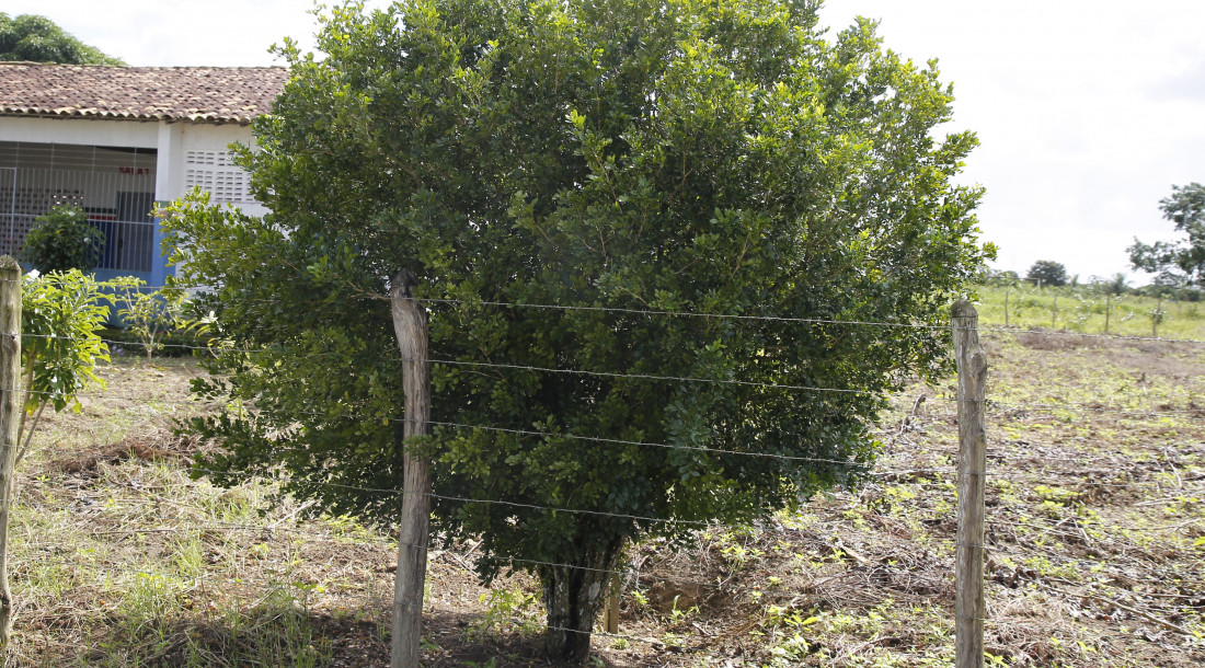 Planta é comum nas fachadas de casas / Foto: Vieira Neto