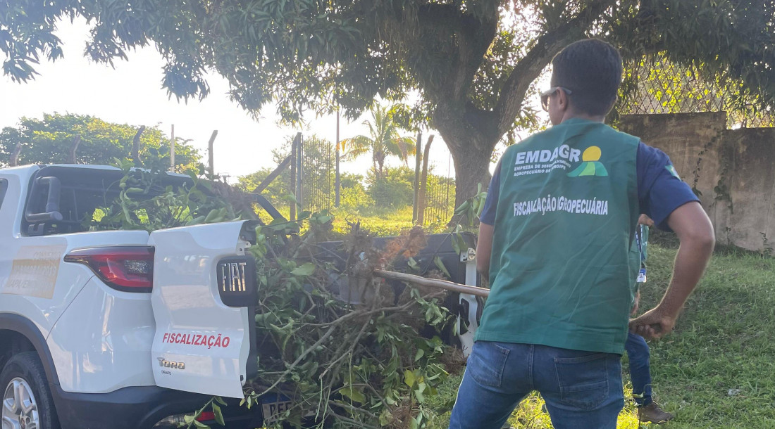 Foto: Carlos Mariz/Ascom Emdagro
