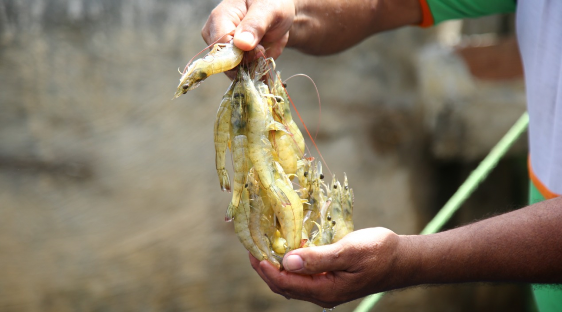 Análise da água utilizada em viveiros preserva saúde e garante produtividade dos animais / Foto: Vieira Neto/Seagri