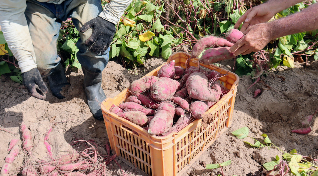 Batata-doce hoje é o alimento mais colhido na soma da produção dos perímetros irrigados da Coderse e está presente  em todos os cinco perímetros de vocação agrícola // Foto: Fernando Augusto (Ascom Coderse)