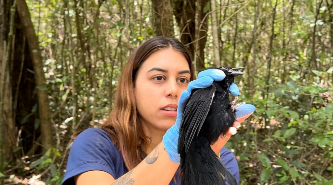 A veterinária Letícia Albuquerque em resgate a um pássaro / Foto: Ascom/Adema