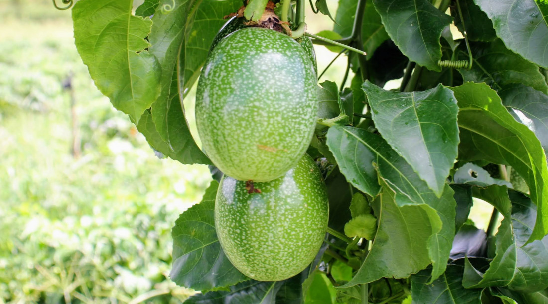 Até setembro deste ano, irrigantes dos perímetros da Coderse produziram 183 toneladas de maracujá / Foto: Mirely Rodrigues/Ascom Coderse