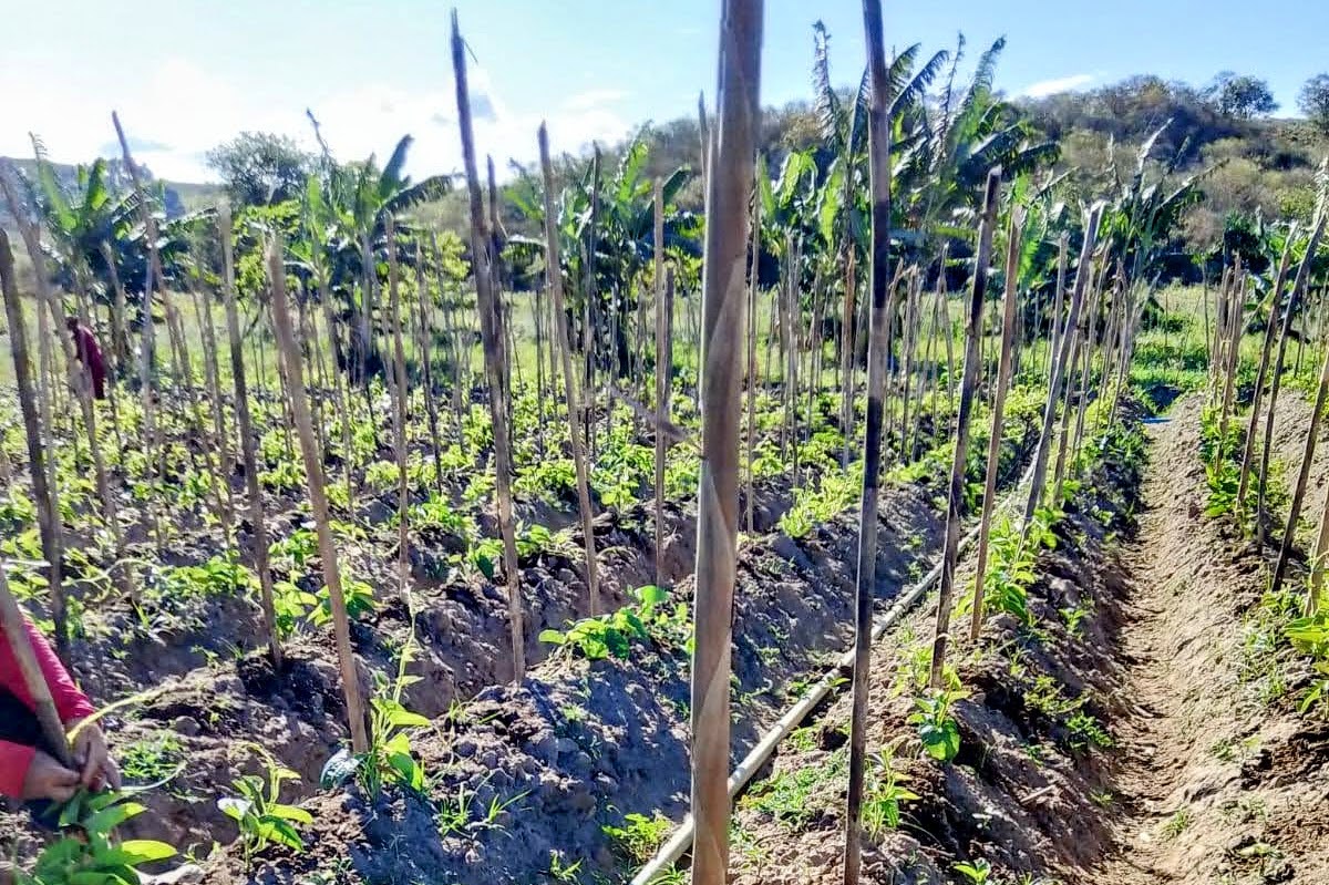 Marcilio Rezende vai plantar inhame na irrigação pública para colher na entressafra / Foto: Fernando Augusto (Ascom Coderse)
