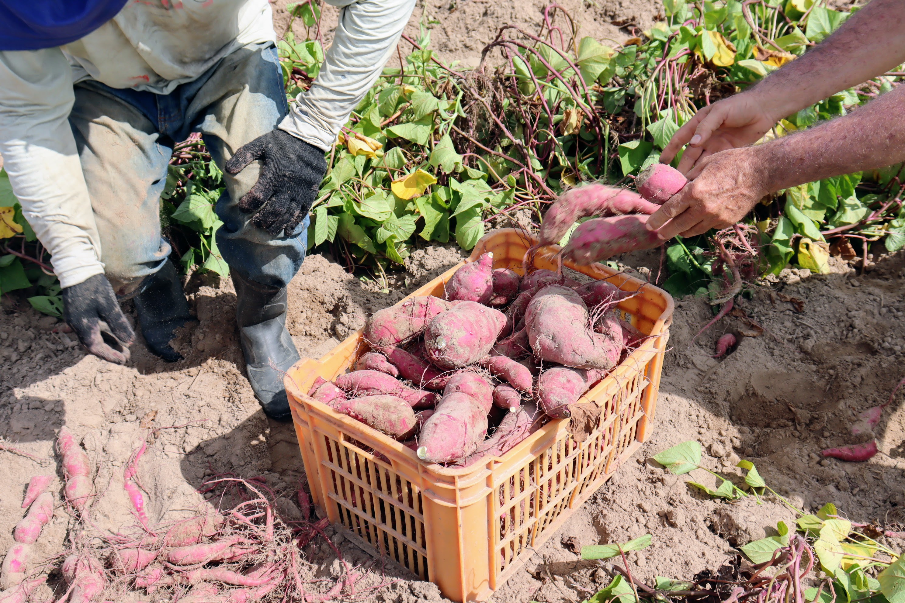 Há alguns anos a batata-doce é o produto mais colhido nos perímetros de irrigação pública do Governo do Estado // Foto: Fernando Augusto (Ascom Coderse)