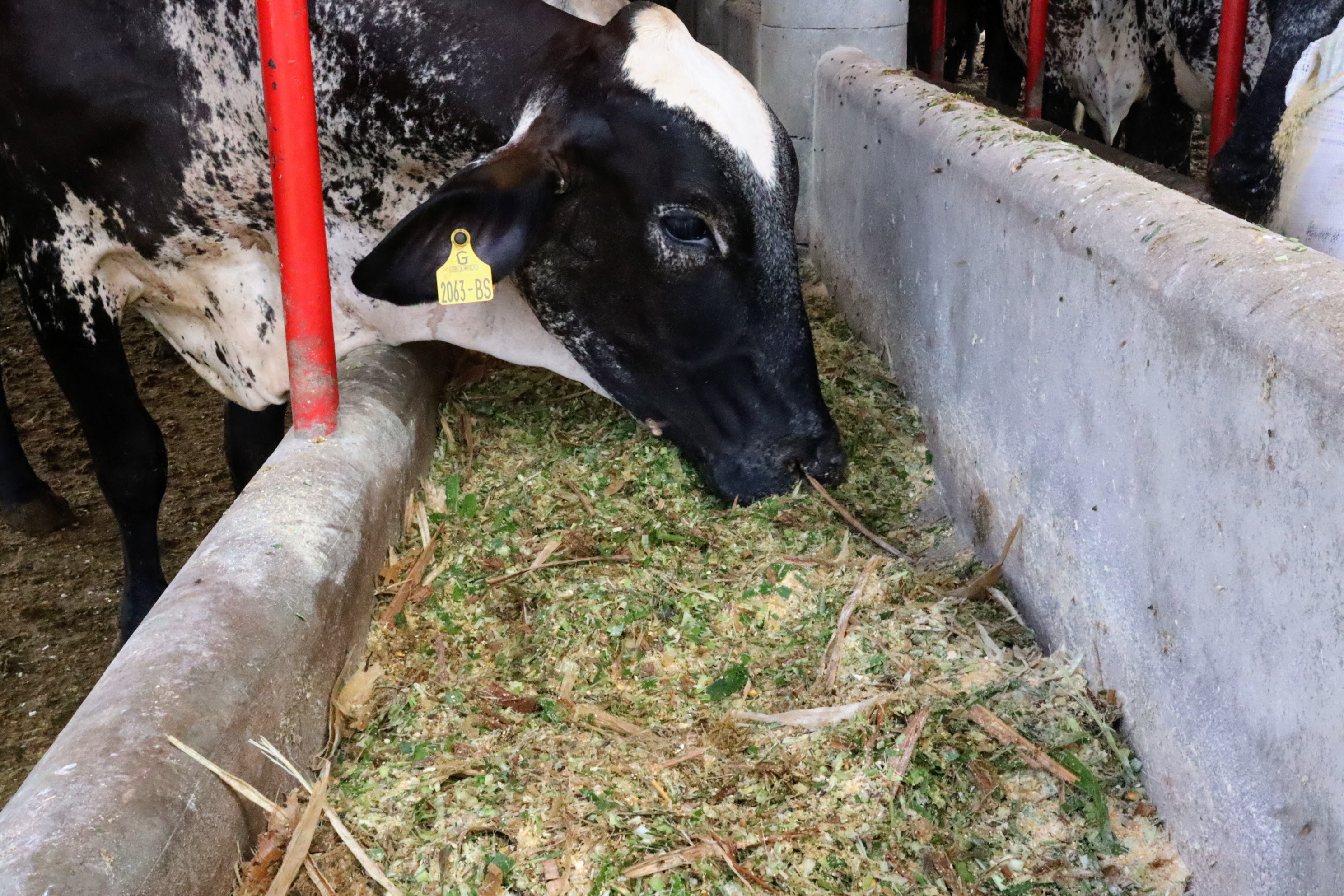 Perímetros irrigados também produzem alimentação animal ou irrigam pastos, para a produção de leite e outros derivados // Foto: Fernando Augusto (Ascom Coderse)