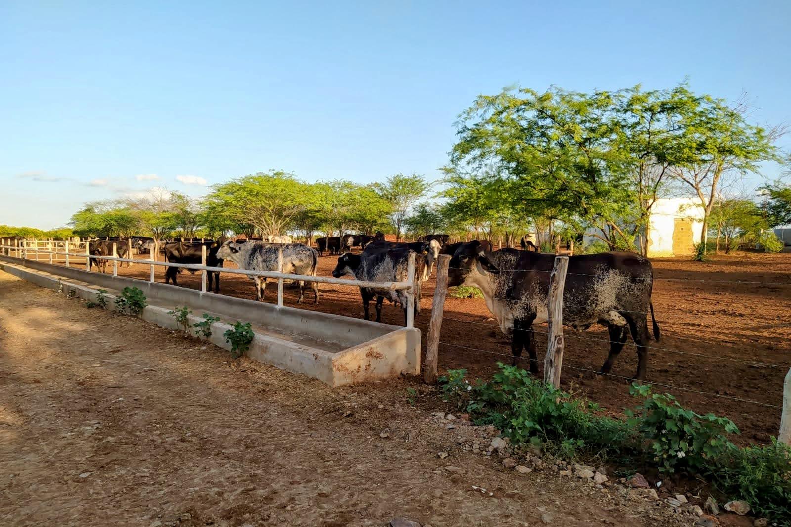 A dessedentação será a função principal para a construção da Adutora do Leite, na região de maior produção em Sergipe // Foto: Fernando Augusto (Ascom Coderse)