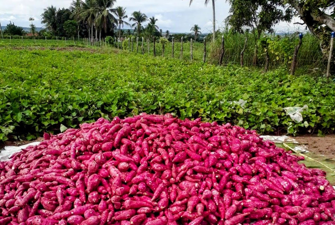 Produção de batata-doce irrigada gera emprego e renda em todo estado // Foto: Coderse