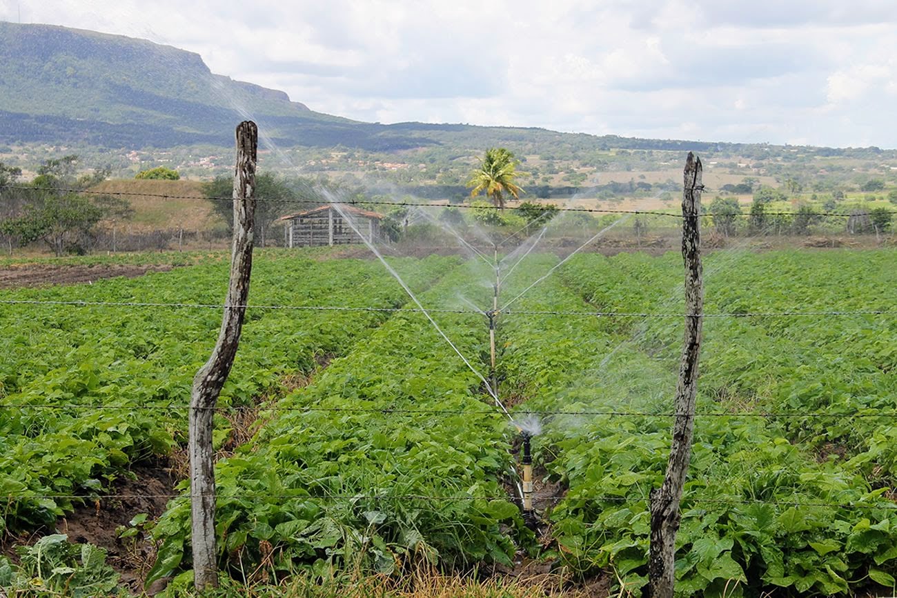 Com a irrigação pública, os produtores irrigantes atendidos pela Coderse em perímetros irrigados produziram quase 19 mil toneladas de batata-doce // Foto: Fernando Augusto (Ascom Coderse)