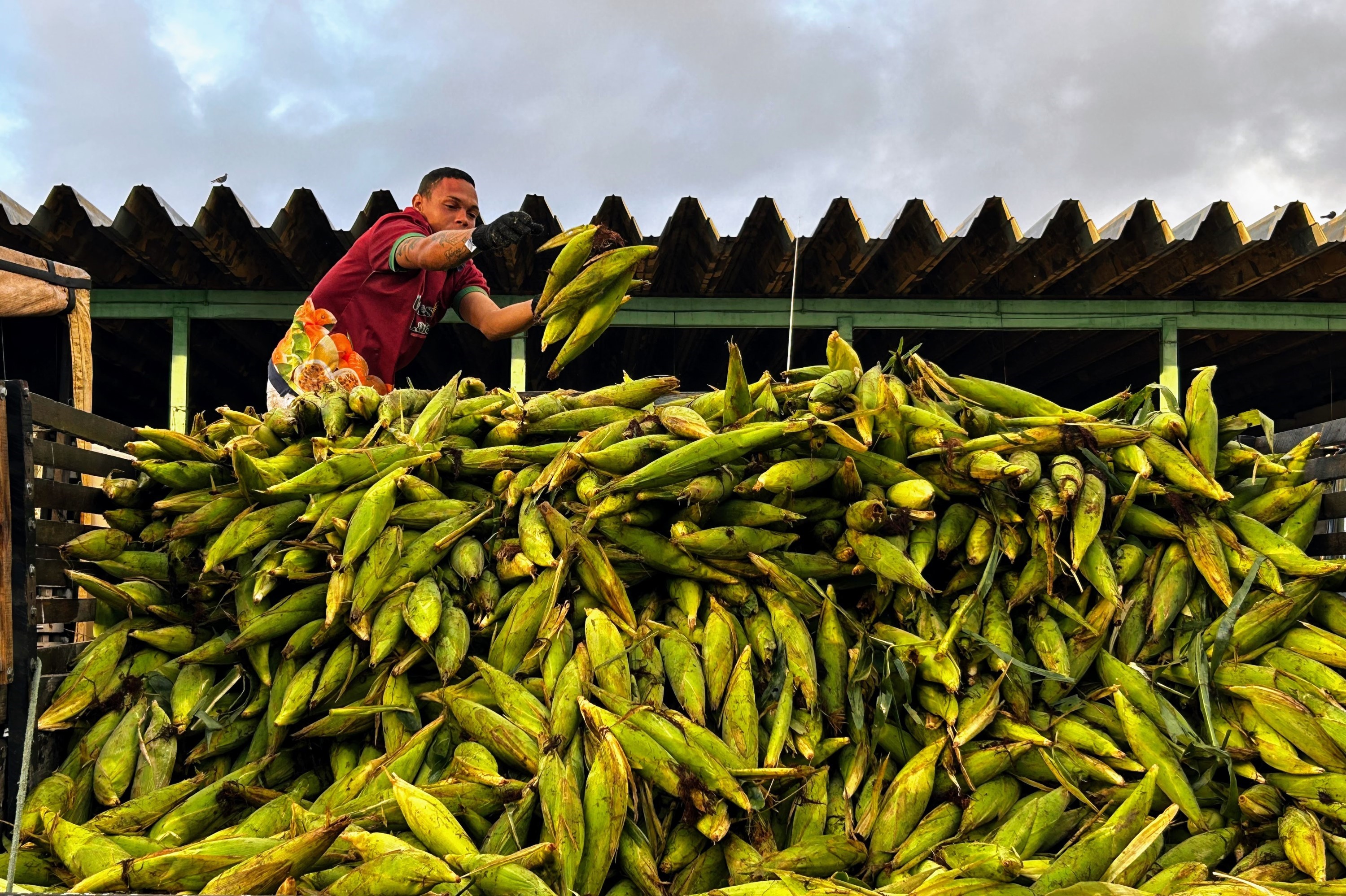 Milho verde é o principal produto comercializado na Feira Junina da Ceasa / Foto: Fernando Augusto