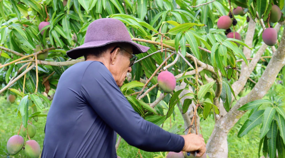 Laudelino Ferreira é o irrigante do Jacaré-Curituba em que primeiro experimentou a aplicação de calda sulfocálcica   // Foto: Fernando Augusto (Ascom Coderse)
