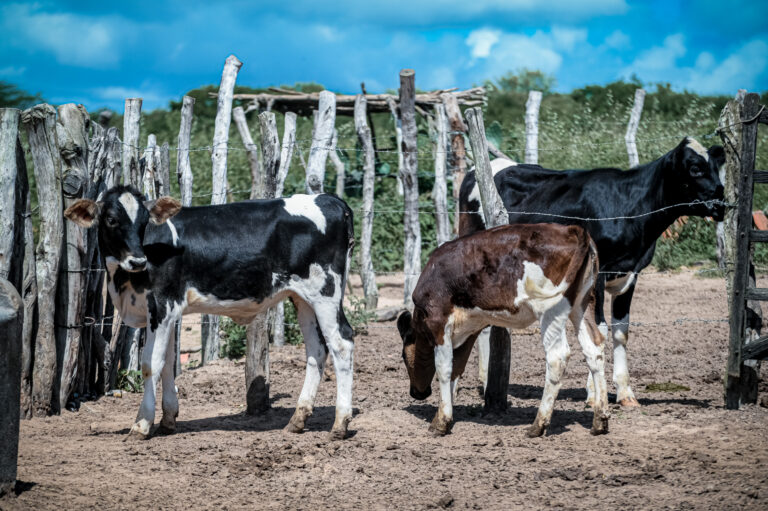 Resultado do programa de melhoramento genético do criador Genildo Alves