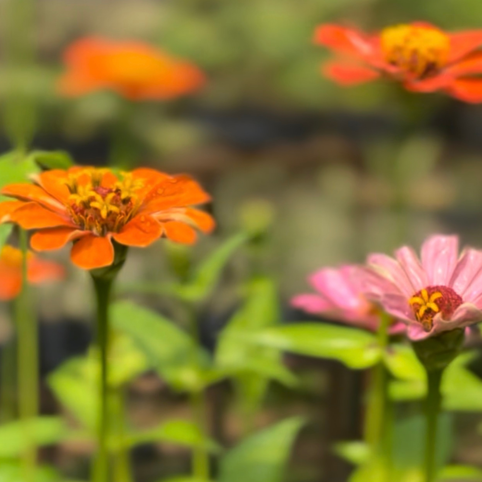 A primavera é um período de transição entre o inverno e o verão / Foto: Ascom Semac
