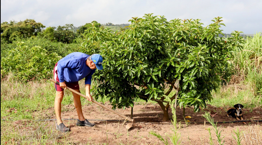 Valmir de Oliveira está cultivando abacateiros para diversificar a produção do seu lote irrigado no Jacarecica II // Foto: Fernando Augusto /Coderse