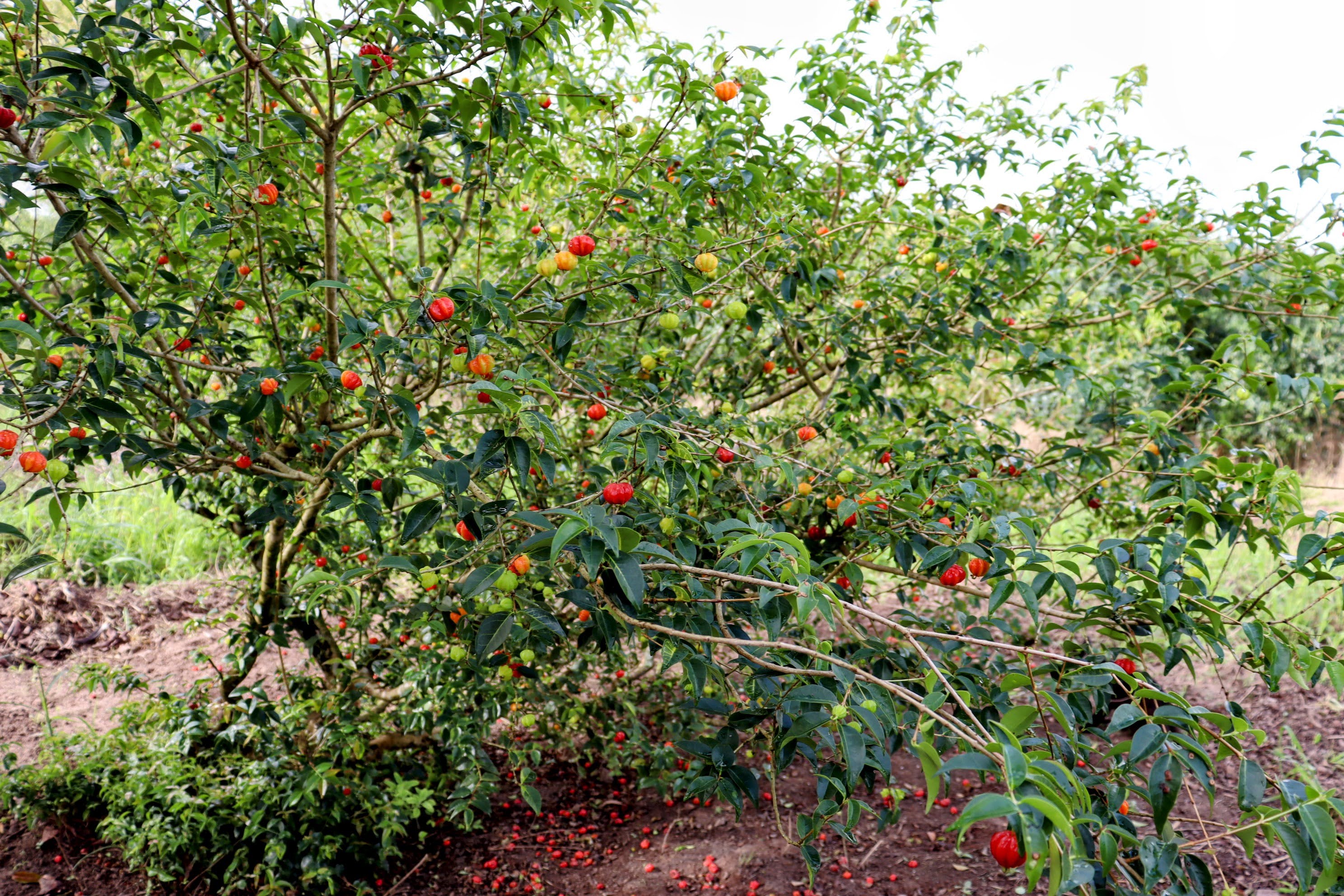Pitangueiras também compõem o pomar diversificado do agricultor irrigante de Mahaldor // Foto: Fernando Augusto / Coderse
