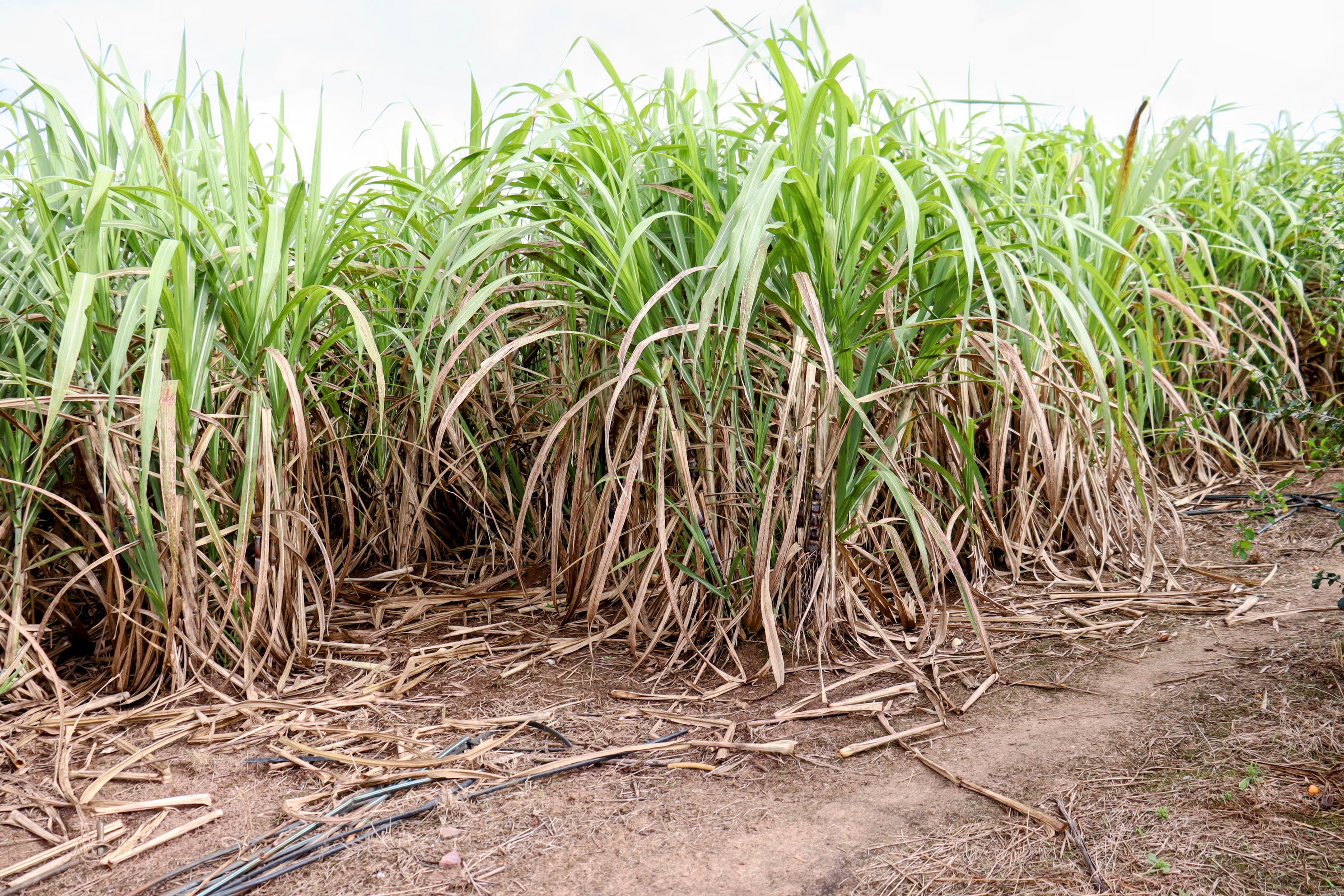 A cana de açúcar foi associada ao lote do agricultor Valmir e atende o comerciantes que preparam e oferecem o caldo de cana // Foto: Fernando Augusto /Coderse