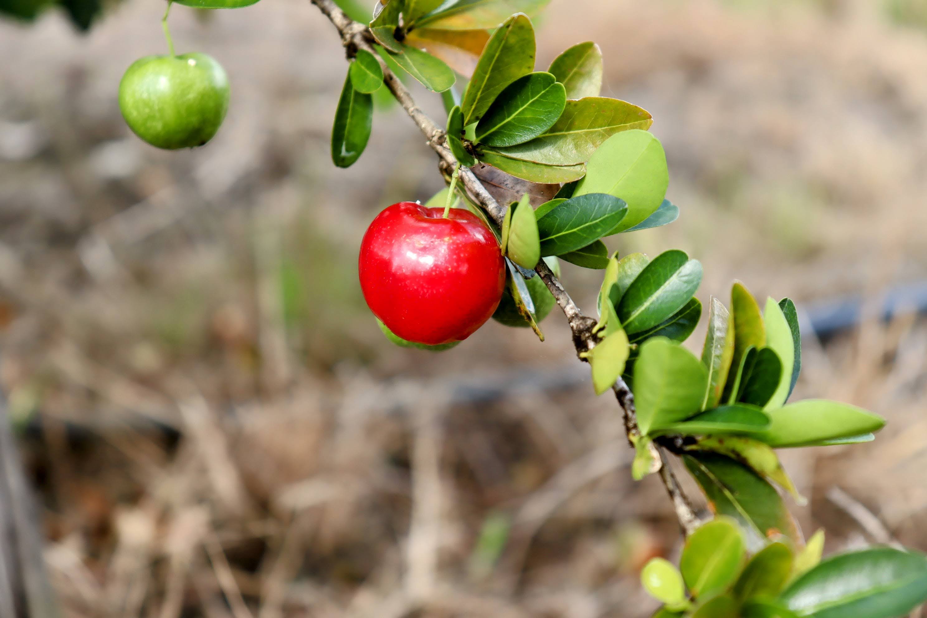 A acerola é um produto comercializado maduro, para revendedores do varejo, ou verde, para as indústrias de alimentos e produtos farmacéuticos // Foto: Fernando Augusto/ Coderse