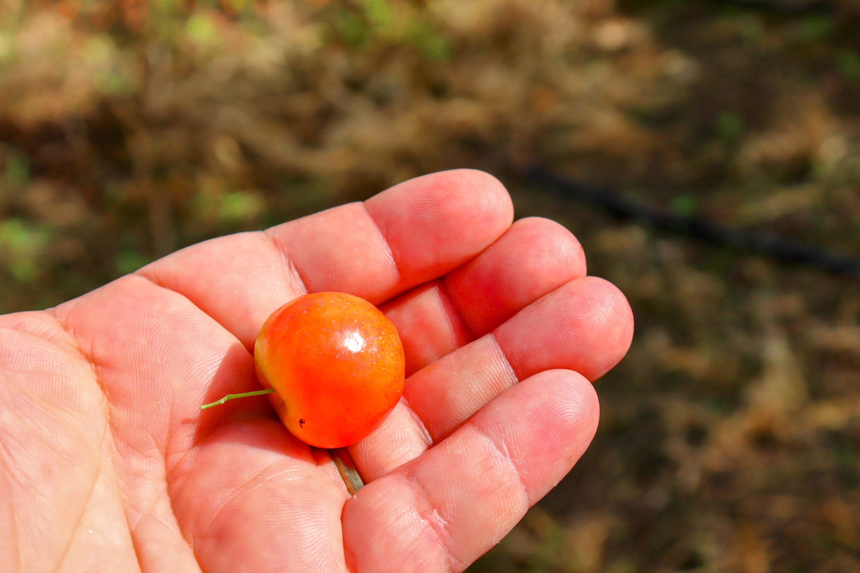 A acerola da variedade 'okinawa' chamam a atenção pelo tamanho do fruto // Foto: Fernando Augusto/Coderse