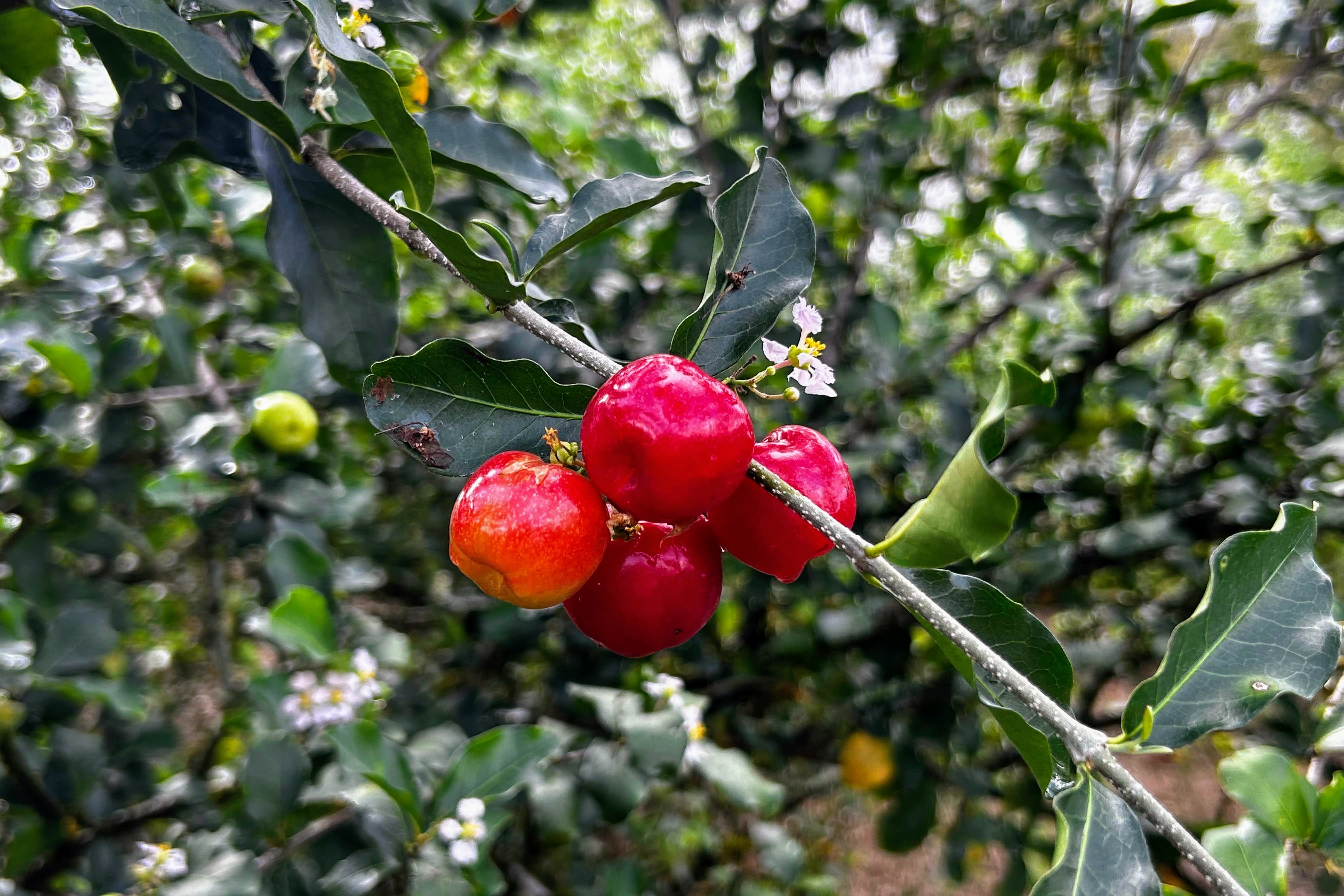A acerola da variedade 'okinawa' chamam a atenção pelo tamanho do fruto // Foto: Fernando Augusto / Coderse