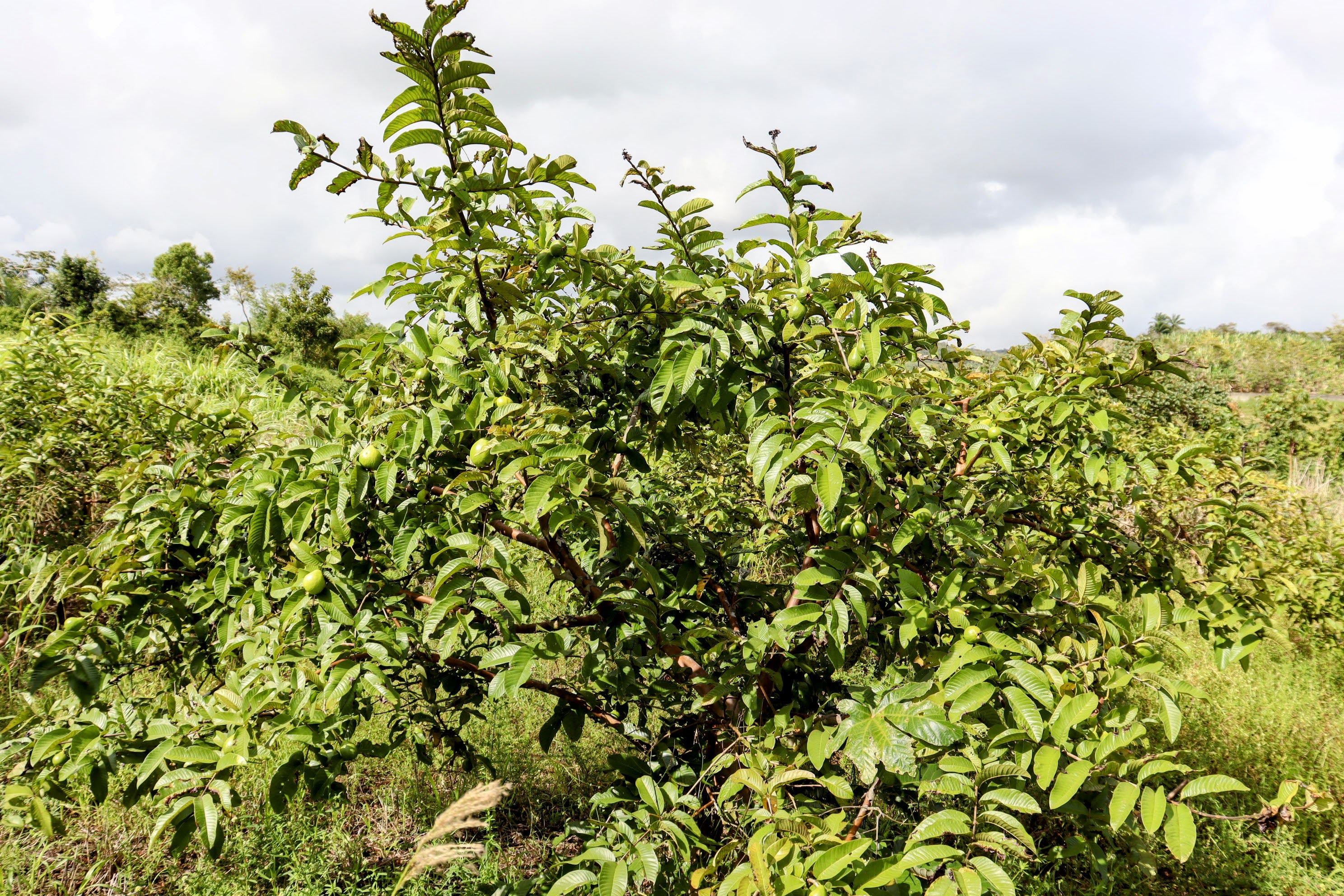 O cultivo da goiaba foi outra alternativa que Valmir de Oliveira adotou para buscar outros mercados aos seus produtos // Foto: Fernando Augusto /Ascom Coderse)