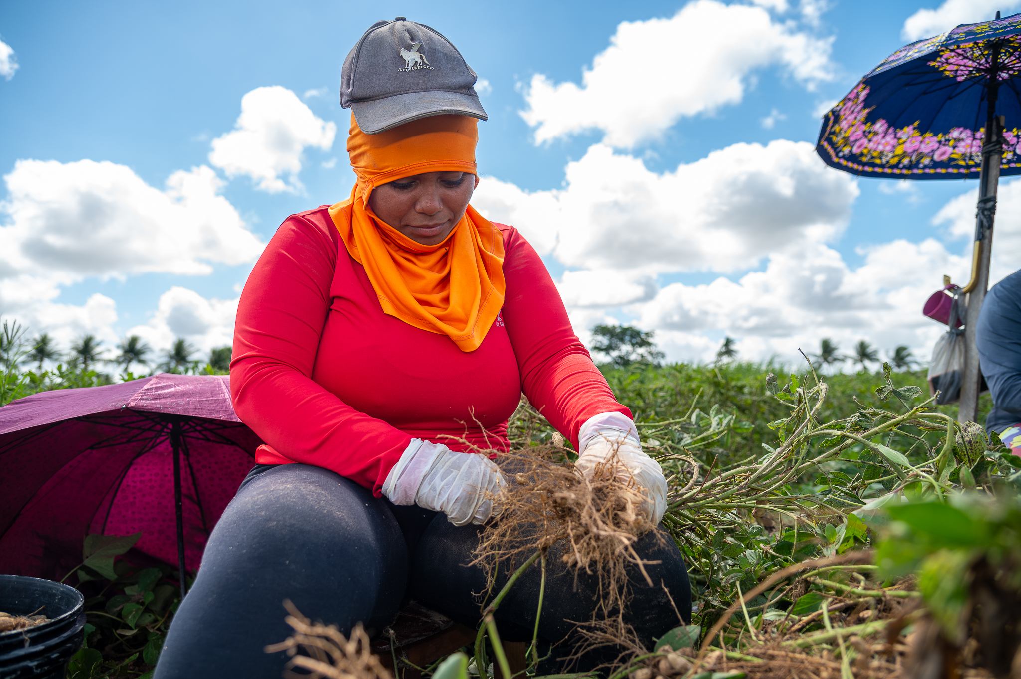 Alta produção gera renda entre as famílias da região | Foto: Thiago Santos