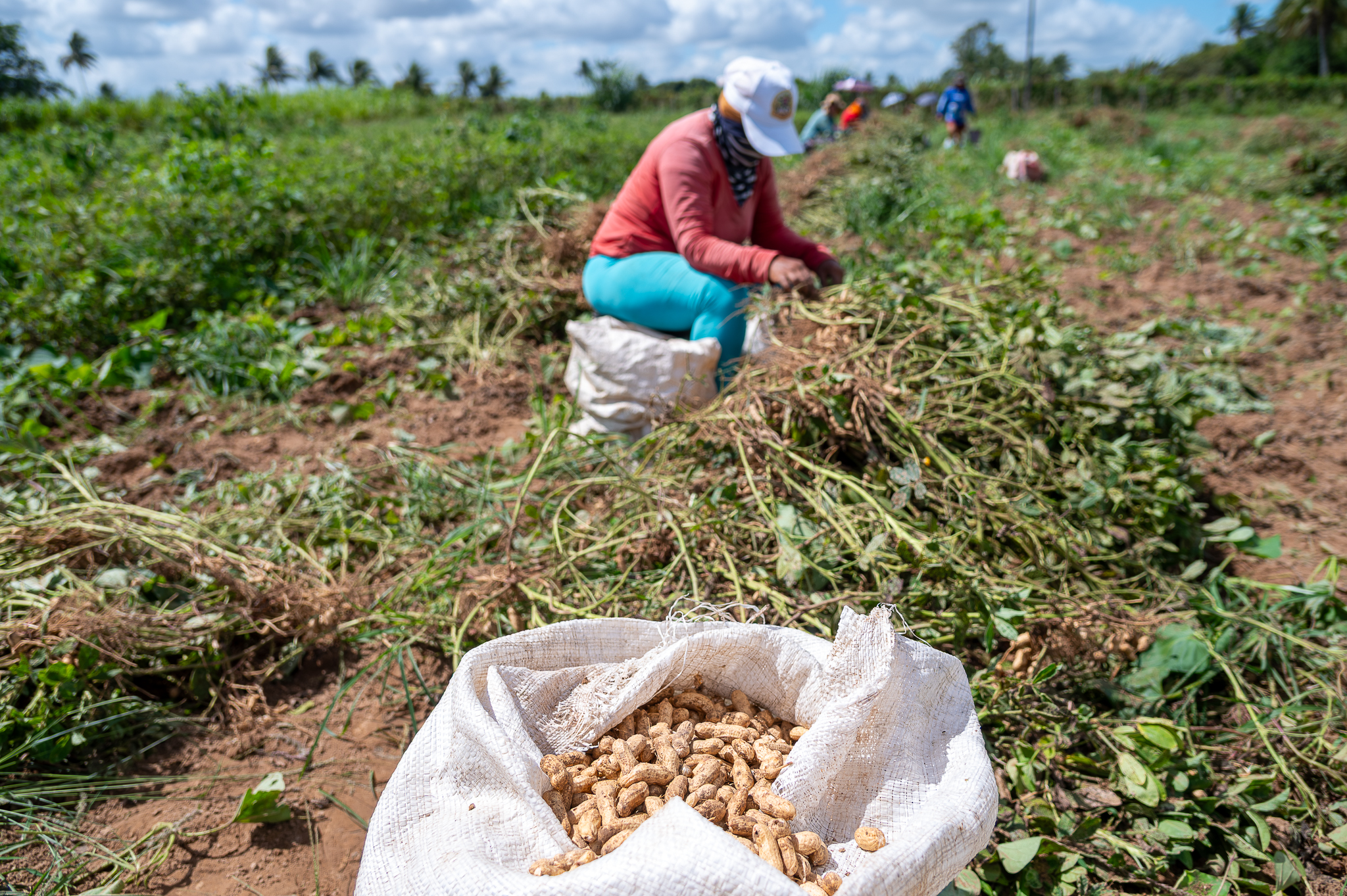 Perímetros irrigados, administrados pelo Governo de Sergipe, têm papel fundamental na produção permanente de amendoim no estado | Foto: Thiago Santos