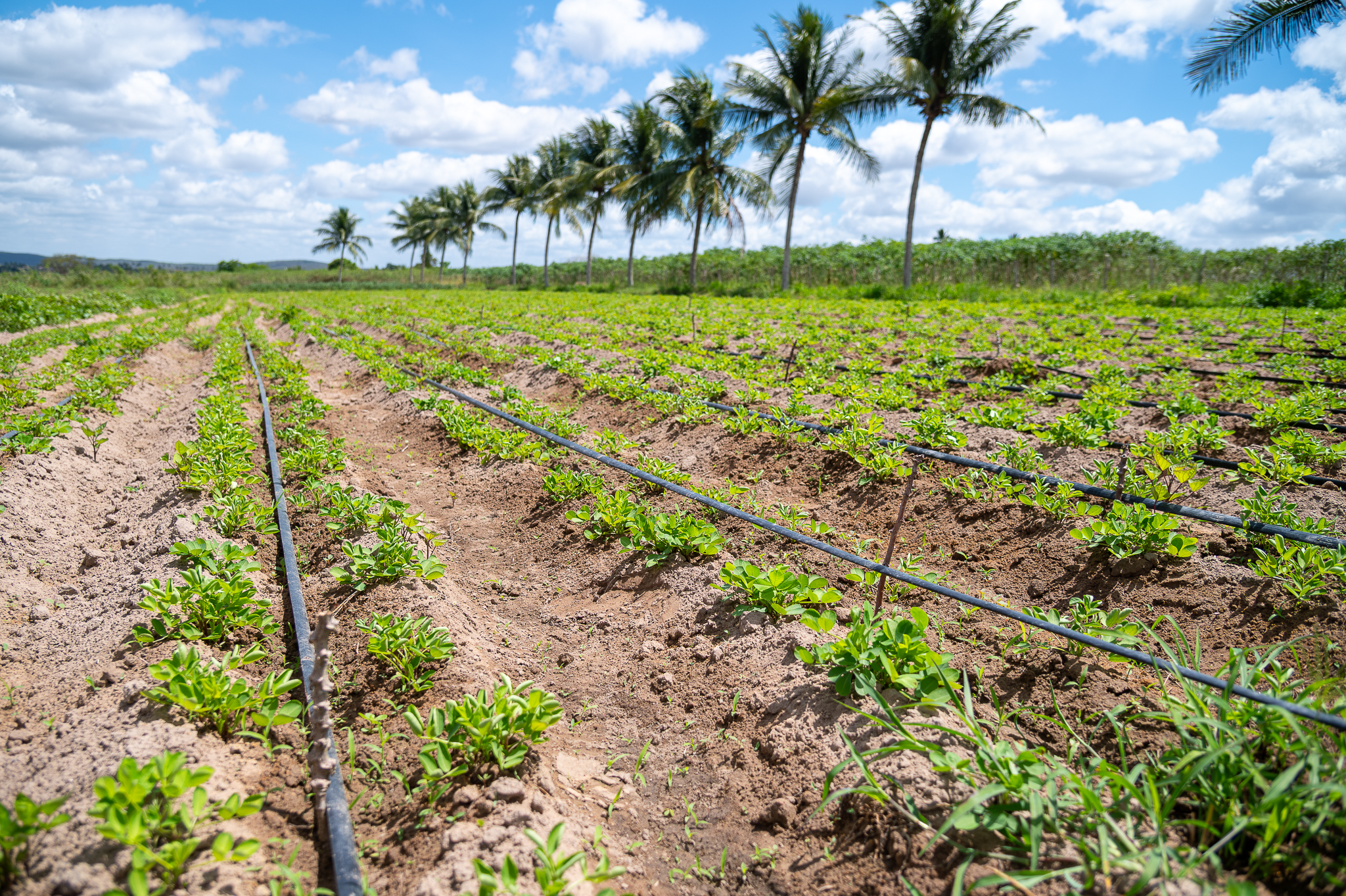 Perímetro irrigado Piauí, em Lagarto | Foto: Thiago Santos