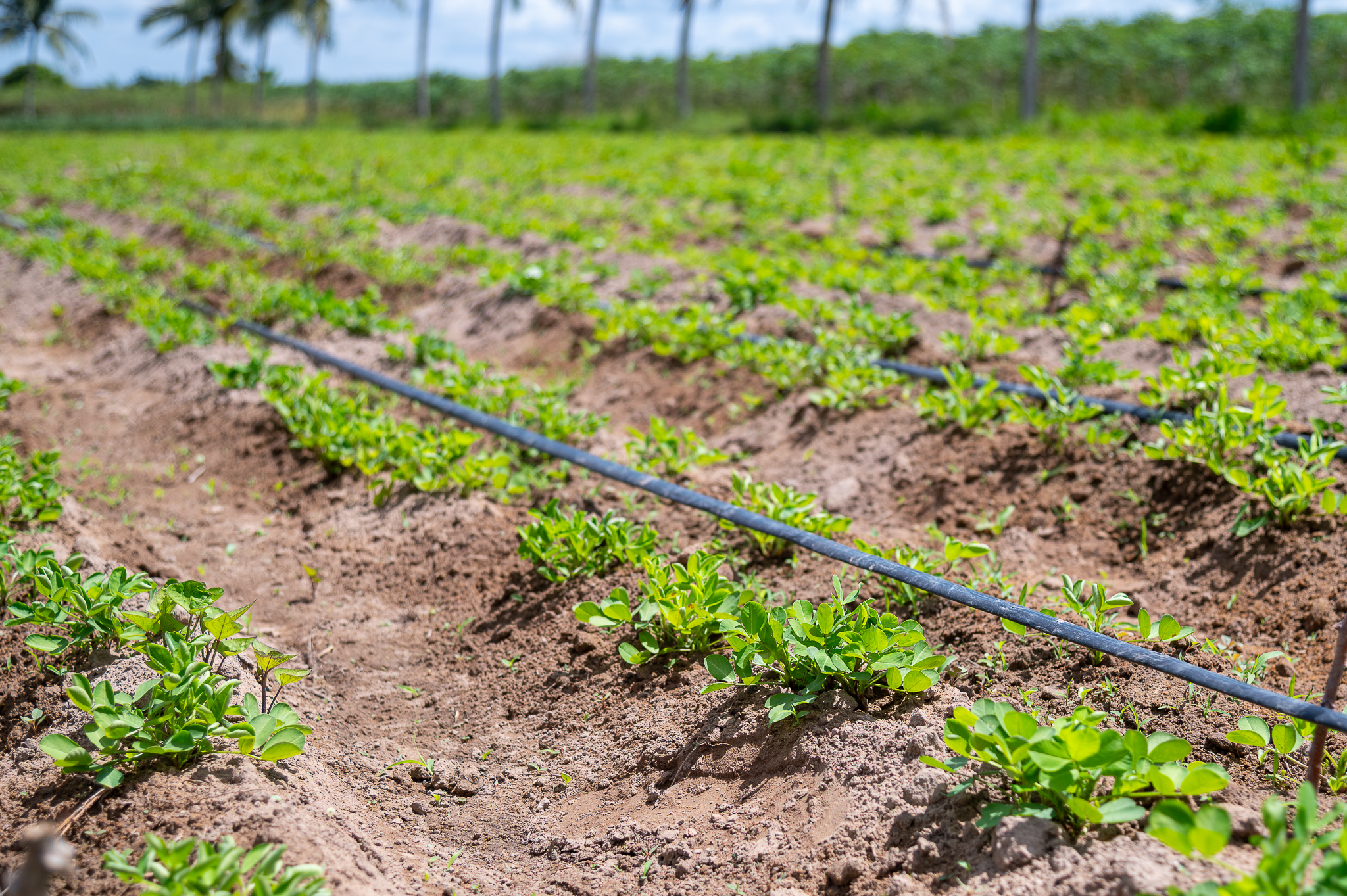 Perímetro irrigado Piauí, em Lagarto | Foto: Thiago Santos