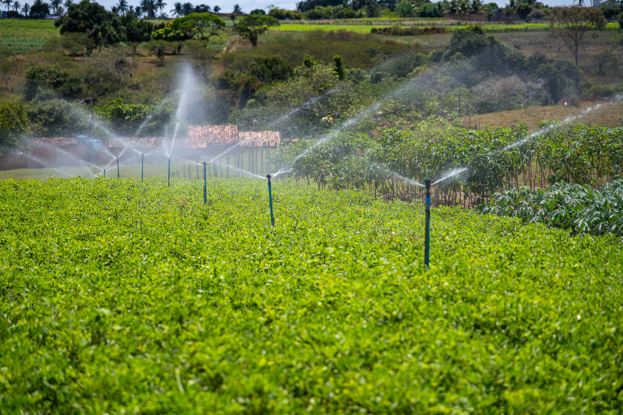 Perímetro irrigado Piauí, em Lagarto | Foto: Thiago Santos