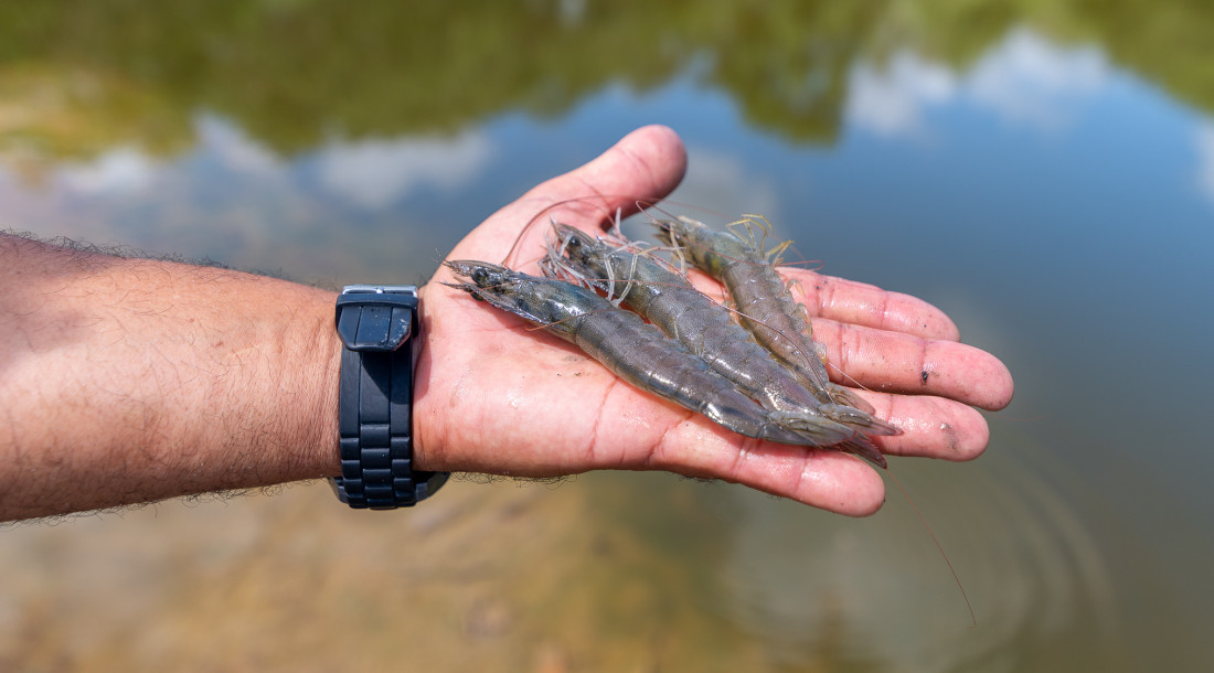Camarão no viveiro // Fotos: Thiago Santos
