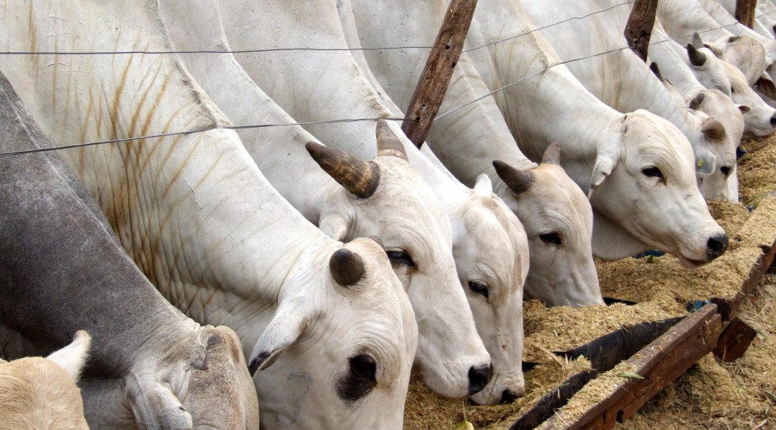 Fotos: Ascom Emdagro